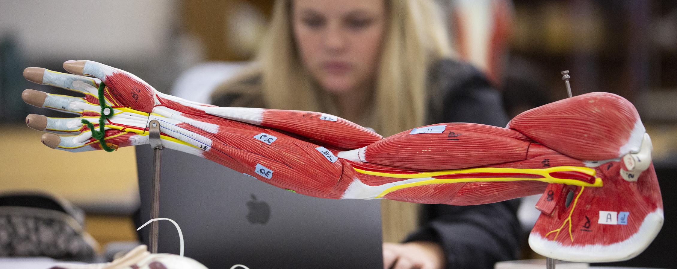 A 3-D model of an arm shows muscle fibers as a student studies in the background.